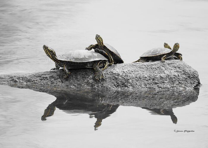 Wildlife Greeting Card featuring the photograph Turtles by Steven Clipperton
