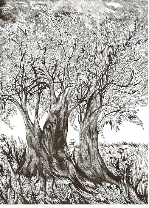 Pen And Ink Greeting Card featuring the drawing Tuscany Olives by Anna Duyunova