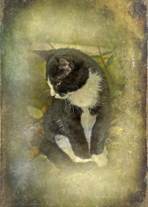 Cat Greeting Card featuring the photograph Tuxedo Cat Wearing Spats by Carol Senske