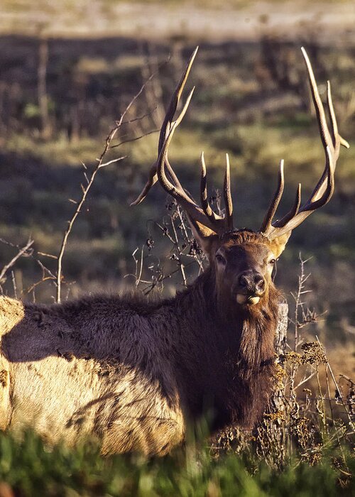 Bull Elk Greeting Card featuring the photograph Twin Forks Up Close by Michael Dougherty