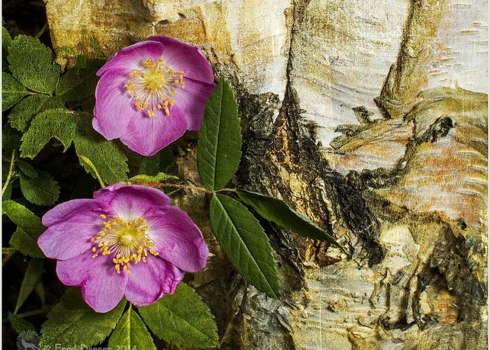 Roses Greeting Card featuring the photograph Twin Wild Roses by Fred Denner