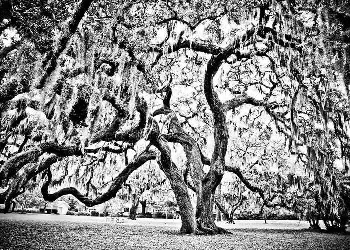 Oak Greeting Card featuring the photograph Twisted Oak by Chauncy Holmes