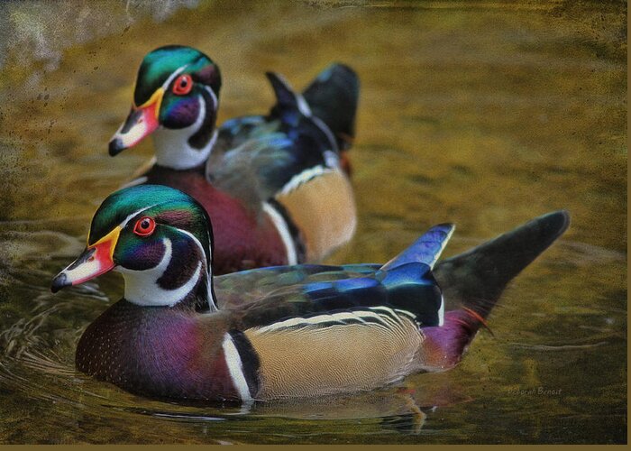 Wood Duck Greeting Card featuring the photograph Two Beauties by Deborah Benoit