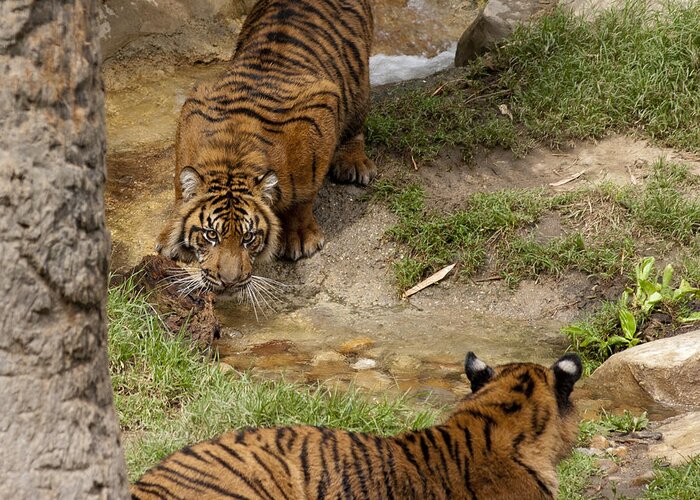 Animal Greeting Card featuring the photograph Two Bengal tigers facing off around a watering hole by James L Davidson