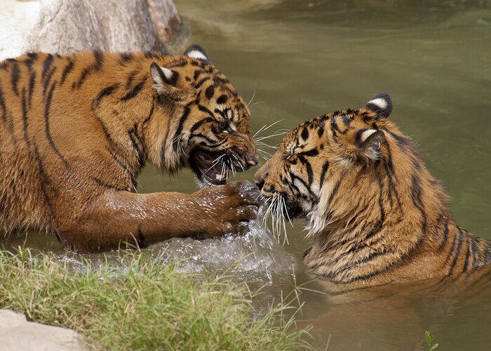 Animal Greeting Card featuring the photograph Two Bengal Tigers playing in water by James L Davidson
