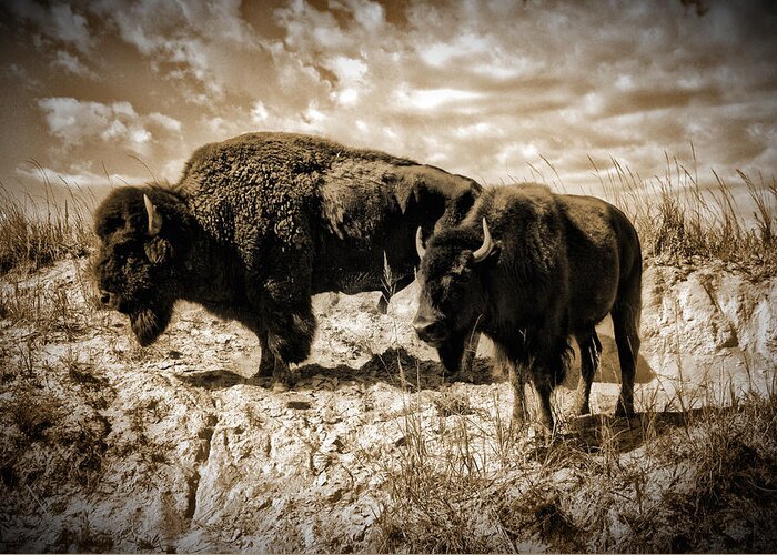 Photograph Greeting Card featuring the photograph Two Buffalo by Richard Gehlbach