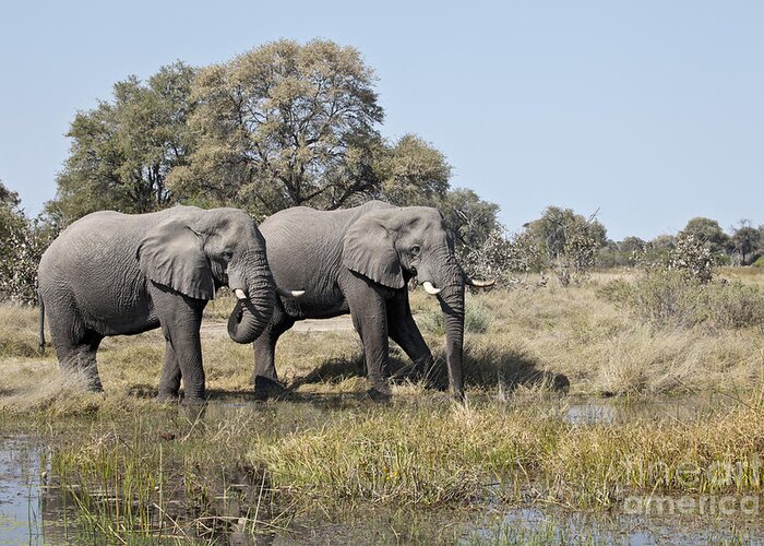 African Elephant Greeting Card featuring the photograph Two bull African Elephants - Okavango Delta by Liz Leyden