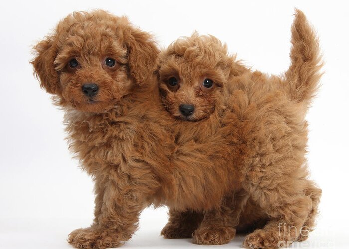 Nature Greeting Card featuring the photograph Two Cute Red Toy Poodle Puppies by Mark Taylor