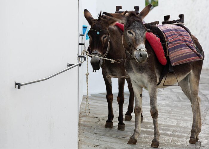 Working Animal Greeting Card featuring the photograph Two Donkeys Tethered In The Street In by Martin Child
