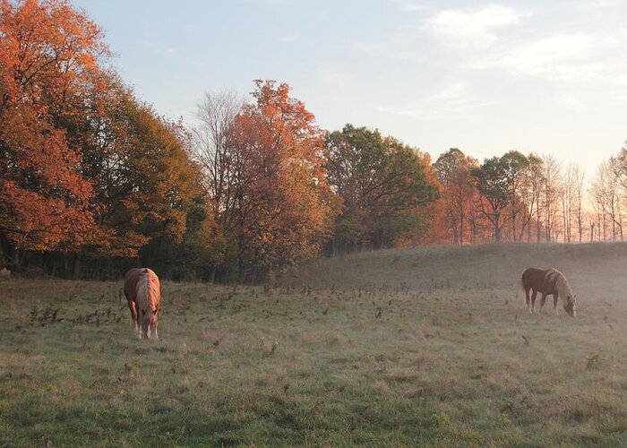 Animal Animals Fall Autumn Ontario Canada Landscape Color Mist Morning Sunrise Rural Photo Photograph Print Acrylic Canvas Metal Greeting Card featuring the photograph Two Horses by Jim Vance