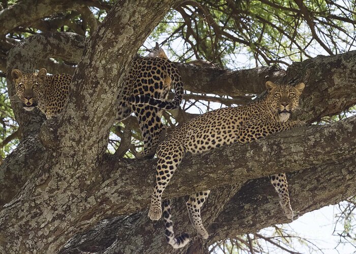 Leopards Greeting Card featuring the photograph Two Leopards in a Tree by Chris Scroggins