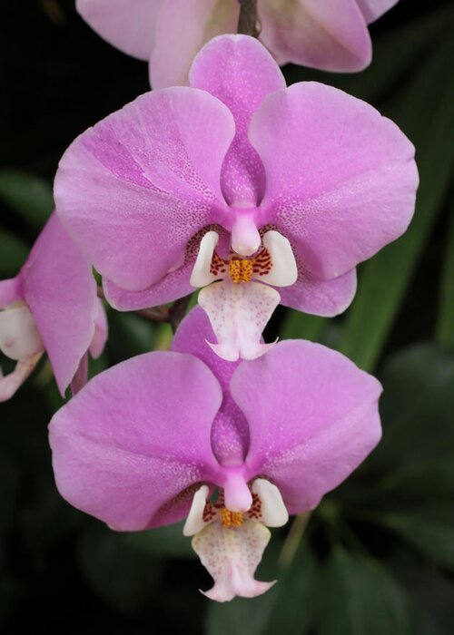 Orchids Greeting Card featuring the photograph Two Pink Moth Orchids by Harold Rau