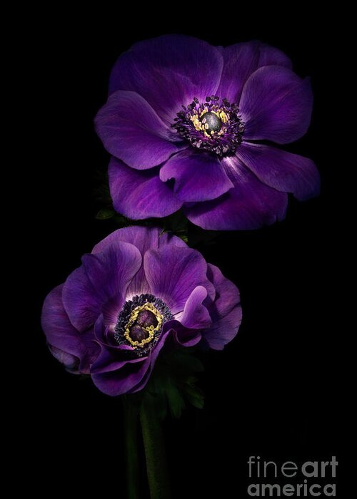 Anemone Greeting Card featuring the photograph Two Purple Anemones by Ann Garrett