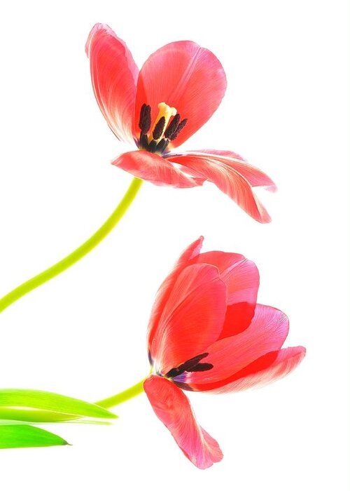 Flower Greeting Card featuring the photograph Two Red Transparent Flowers by Phyllis Meinke