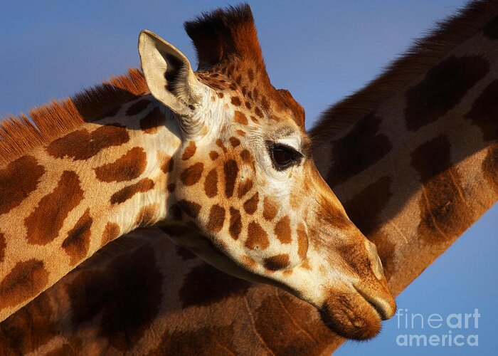 Rotschild Greeting Card featuring the photograph Two Rothschild Giraffes by Nick Biemans