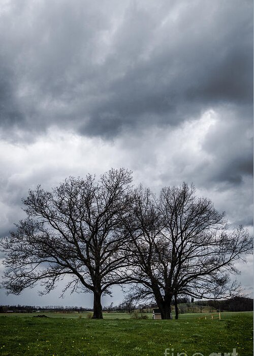 Clouds Greeting Card featuring the photograph Two trees beneath a dark cloudy sky by Amy Cicconi