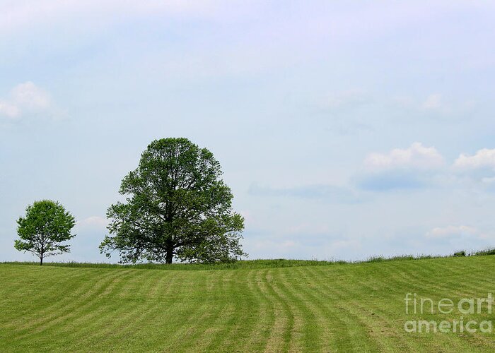 Trees Greeting Card featuring the photograph Two Trees by Karen Adams
