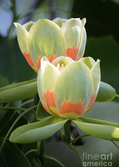 Tulip Tree Greeting Card featuring the photograph Two tulips by Jim Gillen