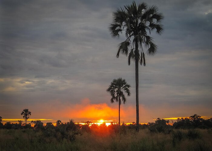 100324 Botswana & Zimbabwe Expeditions Greeting Card featuring the photograph Typical African Sunset by Gregory Daley MPSA