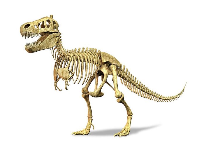 Prehistoric Era Greeting Card featuring the digital art Tyrannosaurus Rex Skeleton, Artwork by Leonello Calvetti