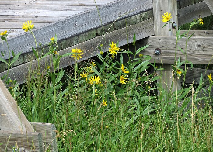 Yellow Flowers Greeting Card featuring the photograph Under the Boardwalk by Laurel Powell