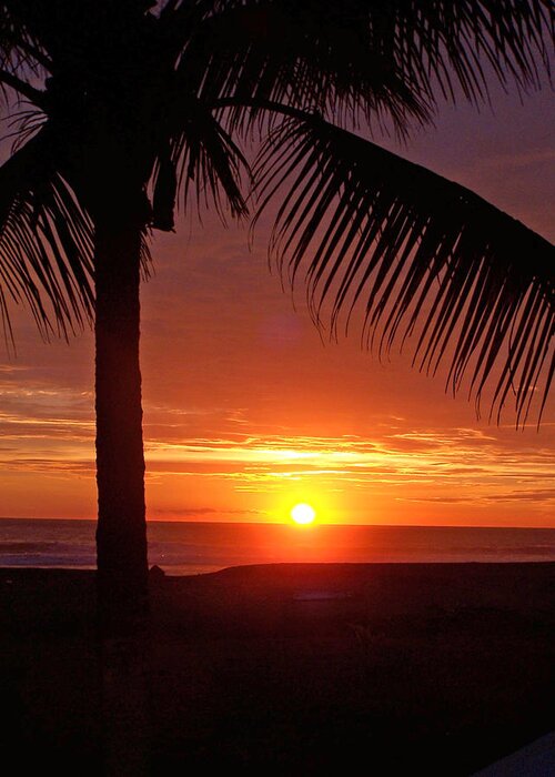 Sunset Greeting Card featuring the photograph Under the Palm Tree by Jennifer Robin