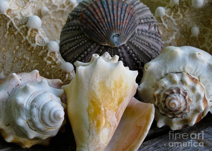 Conch Shells Greeting Card featuring the photograph Under the Sea by Colleen Kammerer
