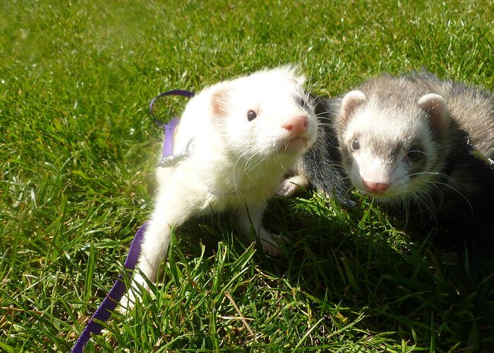 Ferrets Greeting Card featuring the photograph Under the Sun by Montana Wilson