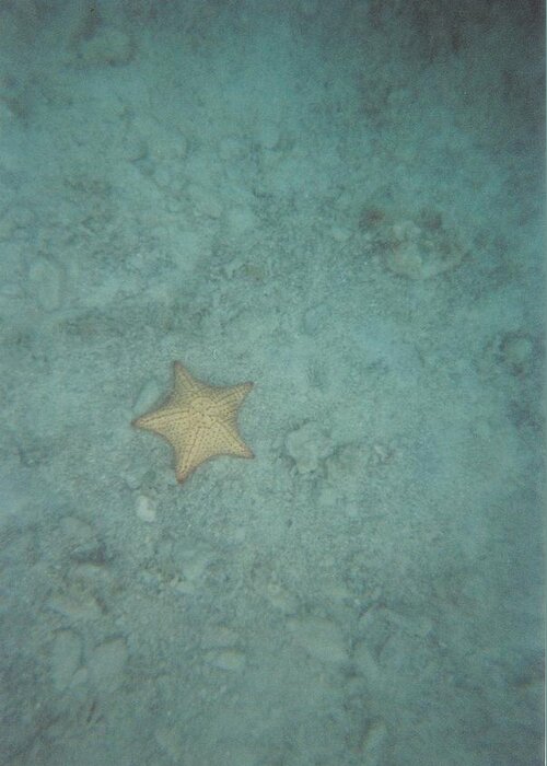 Starfish Greeting Card featuring the photograph Underwater 8 by Robert Nickologianis