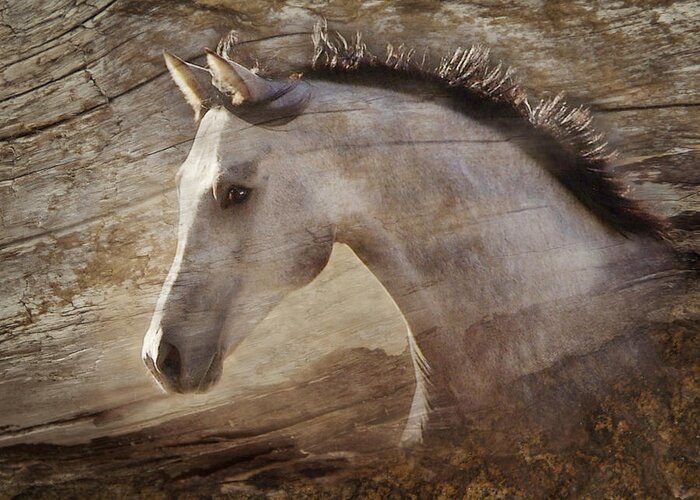 Spirited Horses Greeting Card featuring the photograph UNO by Melinda Hughes-Berland