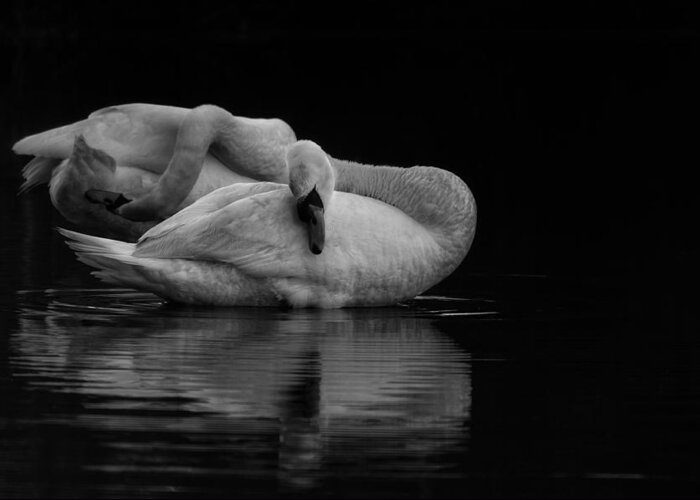 Swan Greeting Card featuring the photograph Untitled by Craig Szymanski