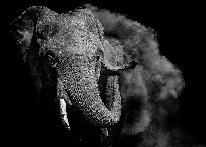 Elephant Greeting Card featuring the photograph Untitled by Vedran Vidak