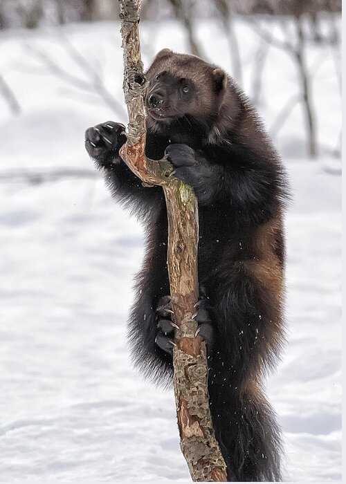 Wolverine Greeting Card featuring the photograph Up a Tree by Wade Aiken