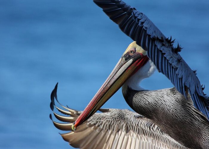 Pelican Greeting Card featuring the photograph Up close and personal by Nathan Rupert