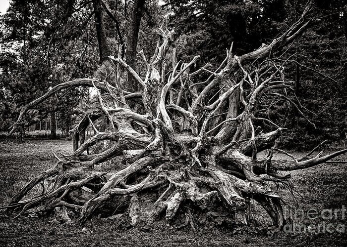 Roots Greeting Card featuring the photograph Uprooted by Olivier Le Queinec