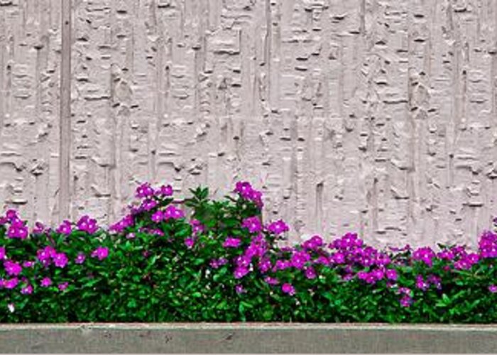 Concrete Greeting Card featuring the photograph Urban Flora by Craig Watanabe
