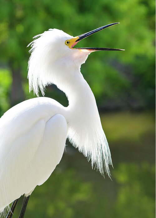Bird Greeting Card featuring the photograph USA, Florida Snowy Egret (egretta Thula by Michael Defreitas