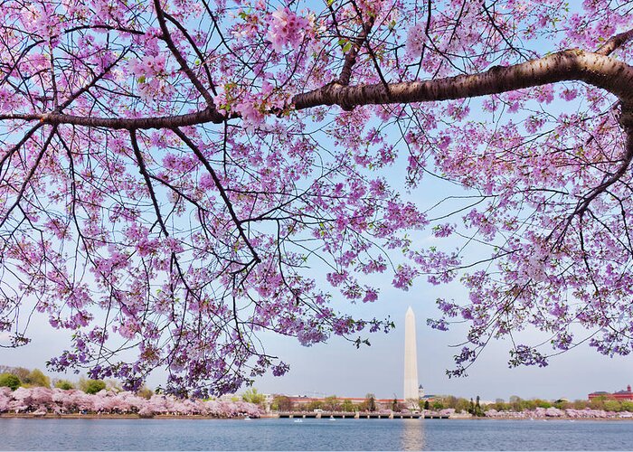 Scenics Greeting Card featuring the photograph Usa, Washington Dc, Cherry Tree In by Tetra Images