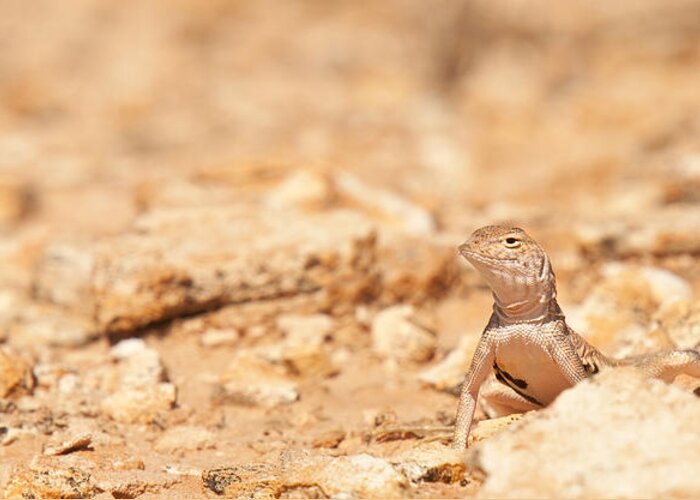  Animals Greeting Card featuring the photograph Valley Lizard by Darren Bradley
