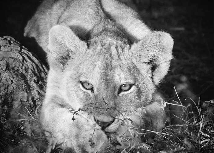Lion Greeting Card featuring the photograph Vanishing Species 2 by Chris Scroggins