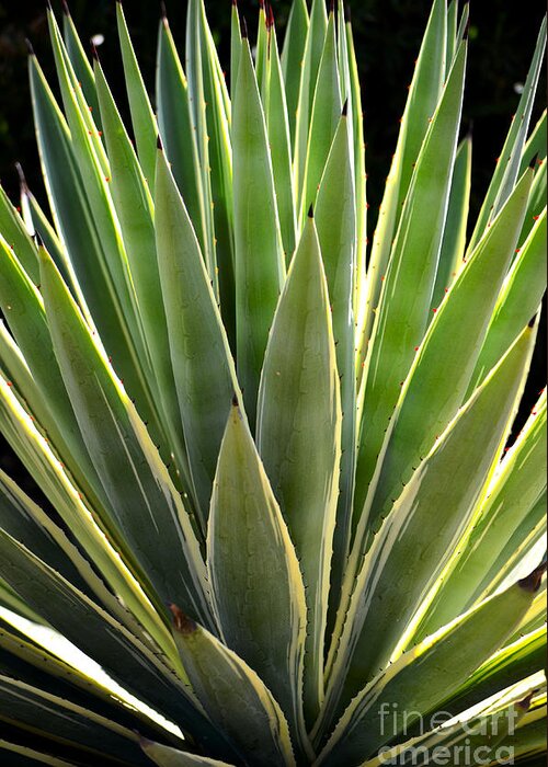 Agave Americana Greeting Card featuring the photograph Variegated Century Plant by Deb Halloran