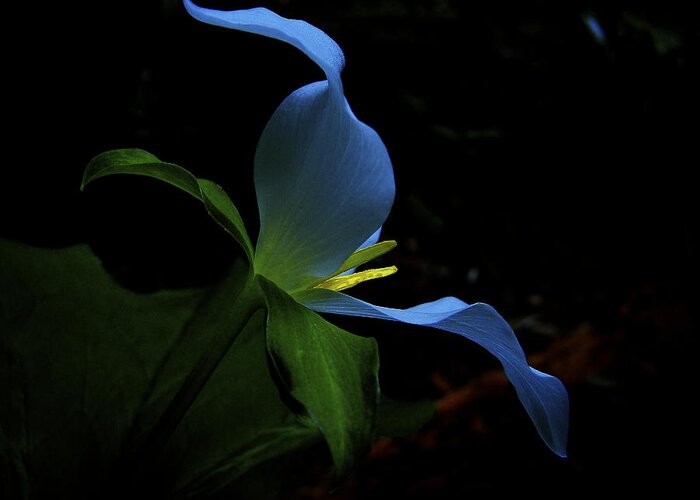 Trillium Greeting Card featuring the photograph Velvis by Lisa Kelsey