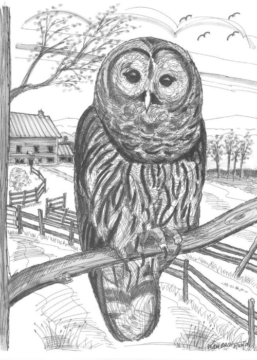 Barred Owl Greeting Card featuring the drawing Vermont Barred Owl by Richard Wambach