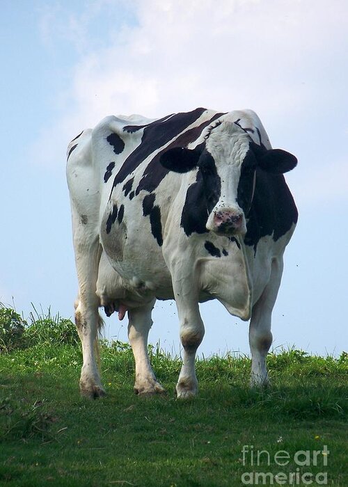 Cows Greeting Card featuring the photograph Vermont Dairy Cow by Eunice Miller