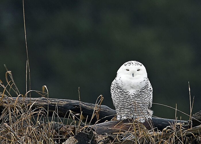 Snowy Owl Greeting Card featuring the photograph Vermont Snowy Owl by John Vose