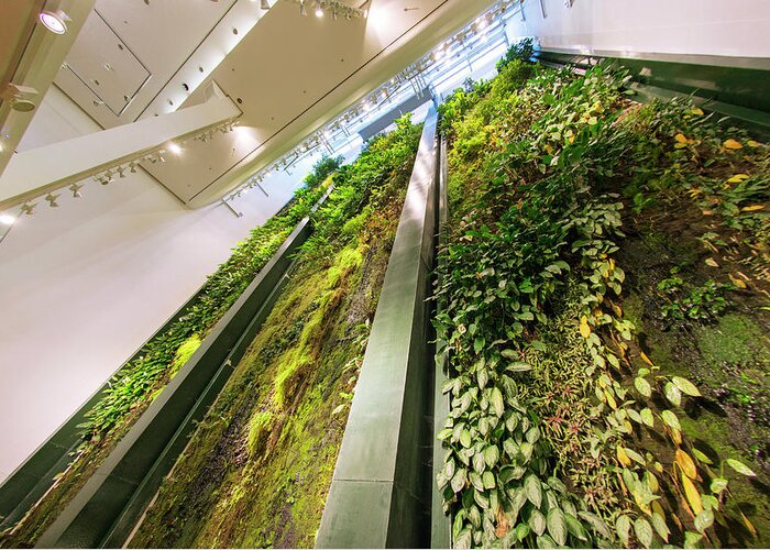Wall Greeting Card featuring the photograph Vertical Garden by Louise Murray