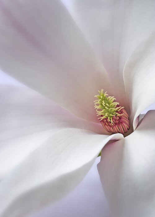 White Floral Art Magnolia Blossom Flower Photograph Vertical Close Closeup Flowers Spring Pink Lavender Garden Macro Photography Flower Print Canvas Prints Botanical Nature Natural Greeting Card featuring the photograph Vertical White Flower Magnolia Spring Blossom Floral Fine Art Photograph by Nadja Drieling - Flower- Garden and Nature Photography - Art Shop