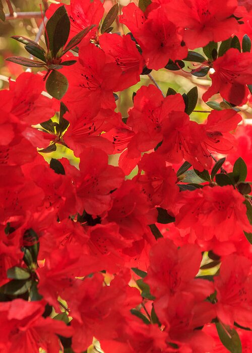 Flower Greeting Card featuring the photograph Vibrant Azalea by Patricia Schaefer