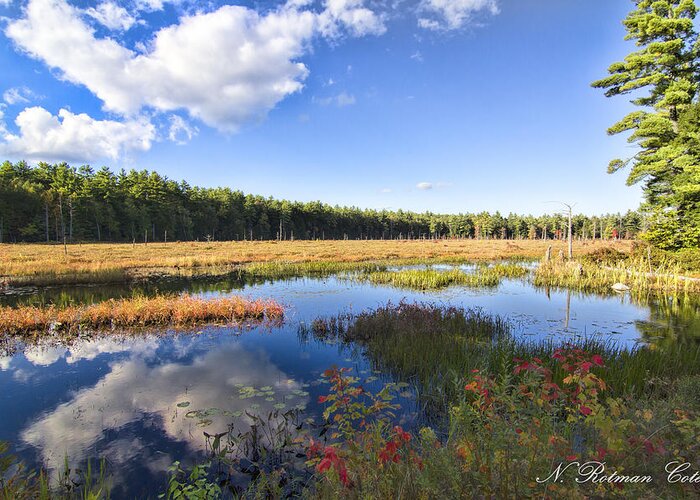 Marsh Greeting Card featuring the photograph Vibrant Fall Scene by Natalie Rotman Cote