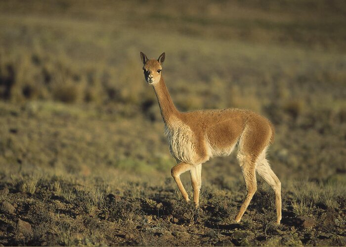 Feb0514 Greeting Card featuring the photograph Vicuna Pampa Galeras Nature Reserve by Tui De Roy